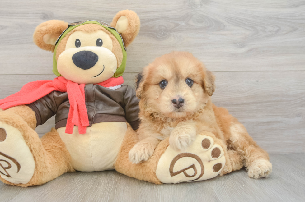 6 week old Mini Pomskydoodle Puppy For Sale - Fairfield Furbabies