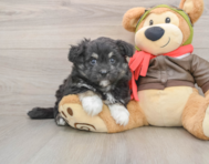 6 week old Mini Pomskydoodle Puppy For Sale - Fairfield Furbabies