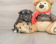 5 week old Mini Pomskydoodle Puppy For Sale - Fairfield Furbabies