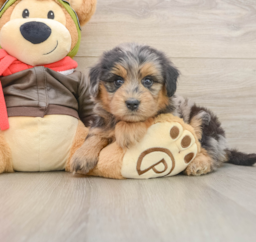 6 week old Mini Pomskydoodle Puppy For Sale - Fairfield Furbabies