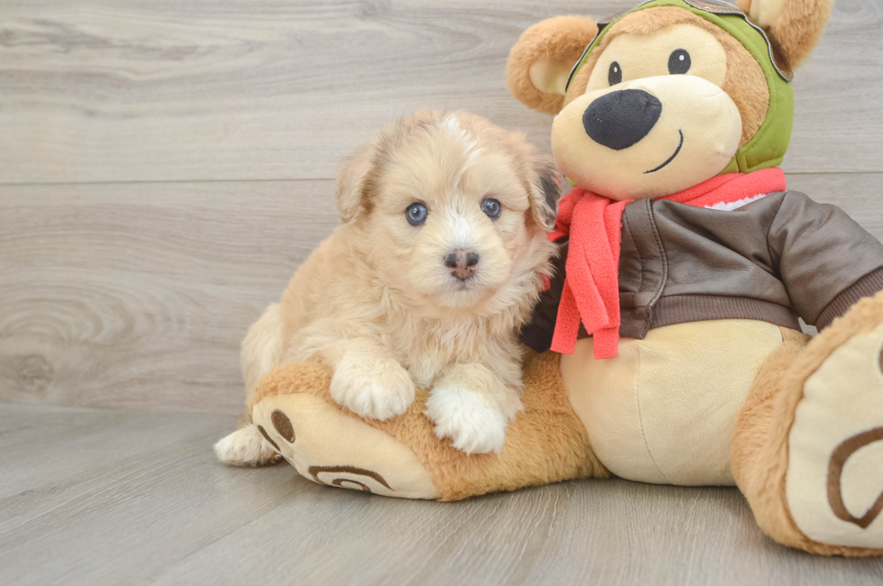 6 week old Mini Pomskydoodle Puppy For Sale - Fairfield Furbabies