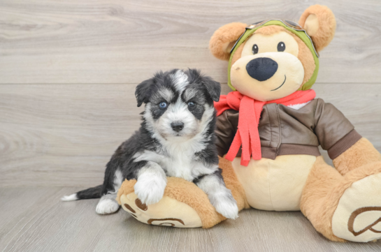 Playful Mini Pomskydoodle Poodle Mix Puppy