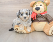 6 week old Mini Pomskydoodle Puppy For Sale - Fairfield Furbabies