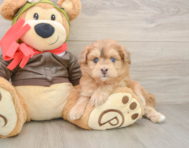 5 week old Mini Pomskydoodle Puppy For Sale - Fairfield Furbabies