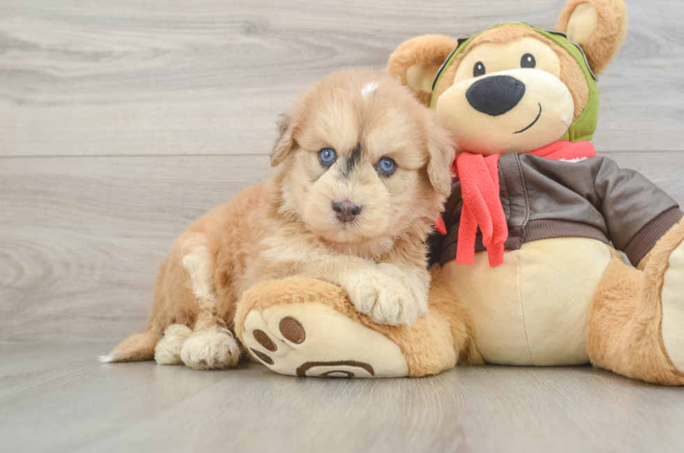 6 week old Mini Pomskydoodle Puppy For Sale - Fairfield Furbabies