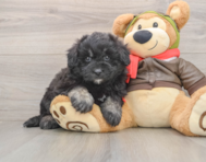 6 week old Mini Pomskydoodle Puppy For Sale - Fairfield Furbabies