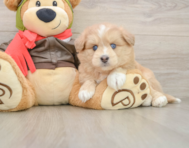 5 week old Mini Pomskydoodle Puppy For Sale - Fairfield Furbabies