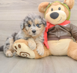 6 week old Mini Pomskydoodle Puppy For Sale - Fairfield Furbabies