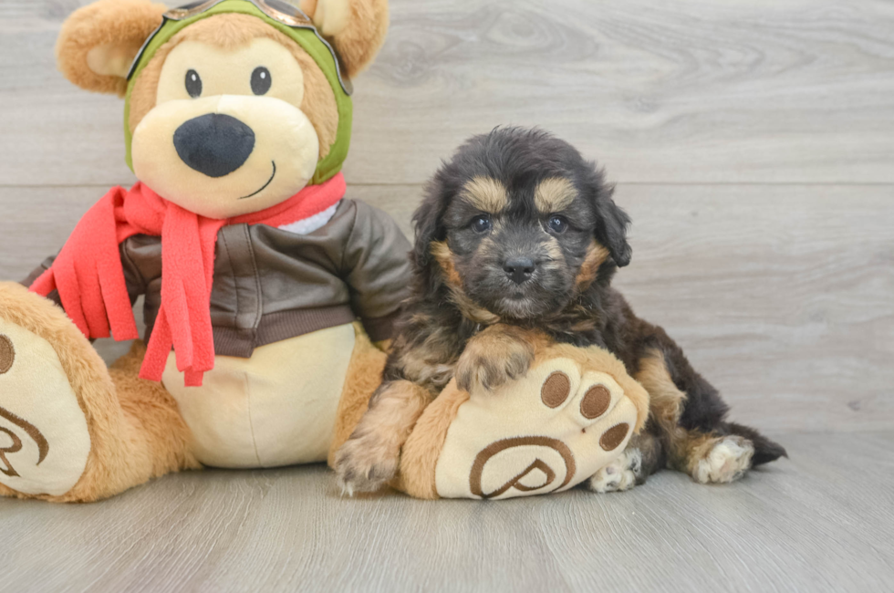 6 week old Mini Pomskydoodle Puppy For Sale - Fairfield Furbabies