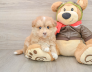 5 week old Mini Pomskydoodle Puppy For Sale - Fairfield Furbabies