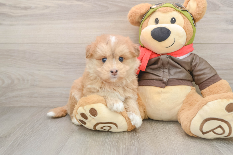 Best Mini Pomskydoodle Baby