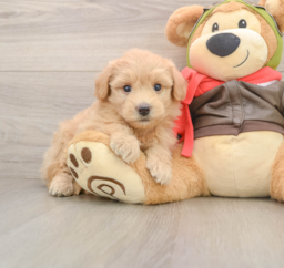 6 week old Mini Pomskydoodle Puppy For Sale - Fairfield Furbabies
