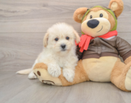 6 week old Mini Pomskydoodle Puppy For Sale - Fairfield Furbabies