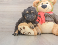 8 week old Mini Pomskydoodle Puppy For Sale - Fairfield Furbabies