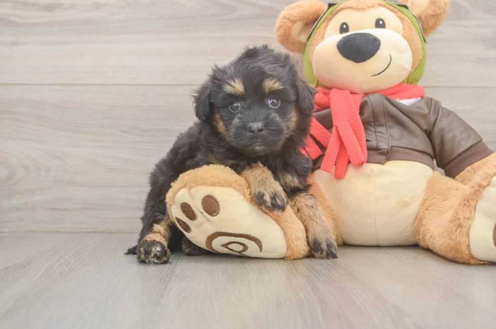 8 week old Mini Pomskydoodle Puppy For Sale - Fairfield Furbabies