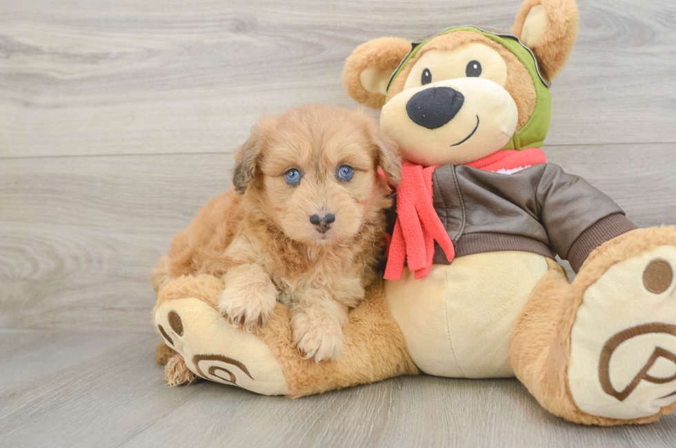 6 week old Mini Pomskydoodle Puppy For Sale - Fairfield Furbabies