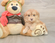 5 week old Mini Pomskydoodle Puppy For Sale - Fairfield Furbabies