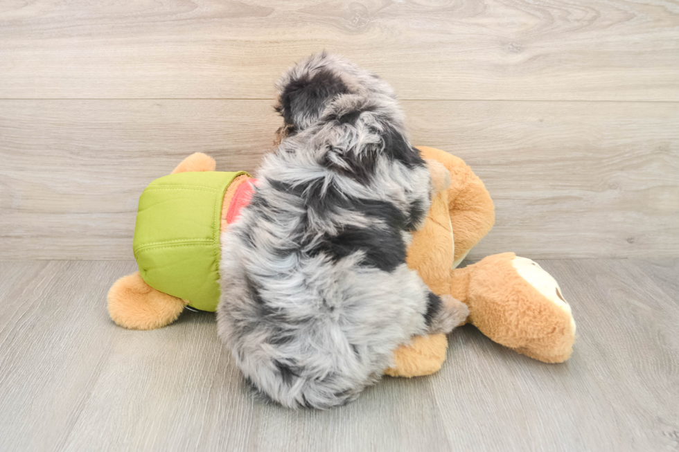 Mini Pomskydoodle Puppy for Adoption