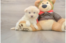 Mini Pomskydoodle Pup Being Cute