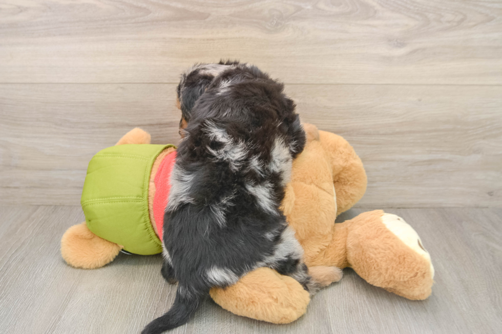 Hypoallergenic Pomsky Doodle Poodle Mix Puppy