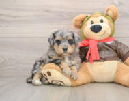 6 week old Mini Pomskydoodle Puppy For Sale - Fairfield Furbabies