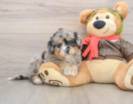 6 week old Mini Pomskydoodle Puppy For Sale - Fairfield Furbabies