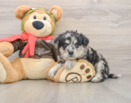 6 week old Mini Pomskydoodle Puppy For Sale - Fairfield Furbabies