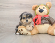 6 week old Mini Pomskydoodle Puppy For Sale - Fairfield Furbabies