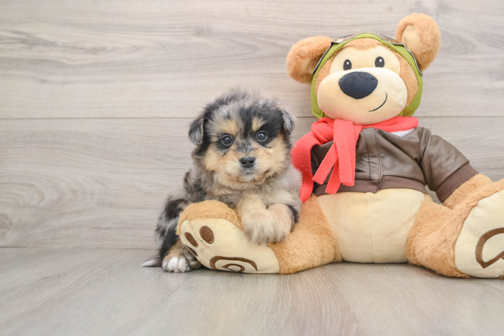 Small Mini Pomskydoodle Baby