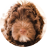 Mini Portidoodle Puppies For Sale - Fairfield Furbabies Mini Portidoodle Puppies For Sale - Fairfield Furbabies
