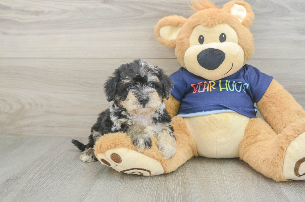 6 week old Mini Schnoodle Puppy For Sale - Fairfield Furbabies