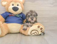 7 week old Mini Schnoodle Puppy For Sale - Fairfield Furbabies