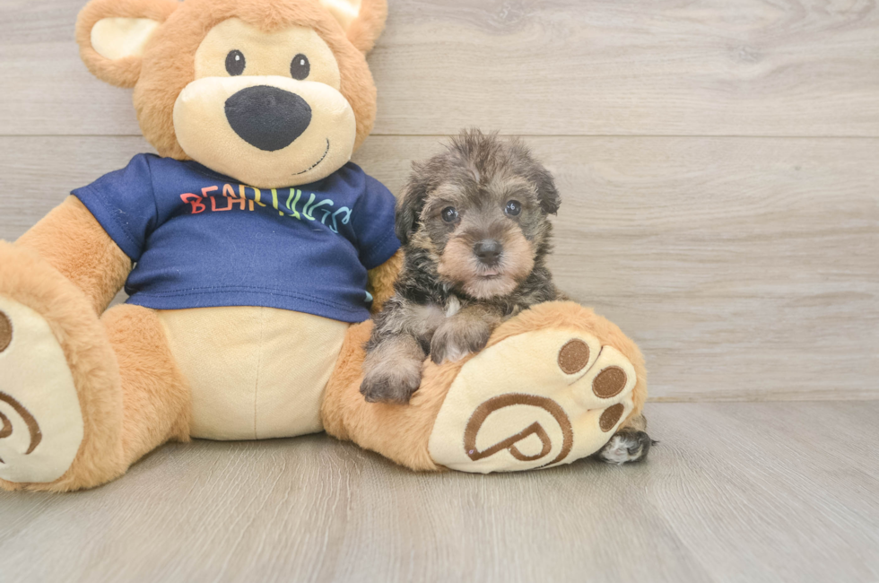 7 week old Mini Schnoodle Puppy For Sale - Fairfield Furbabies