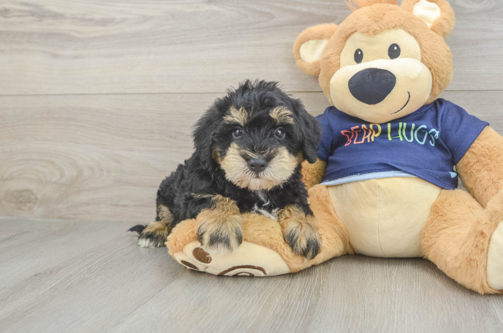 6 week old Mini Schnoodle Puppy For Sale - Fairfield Furbabies
