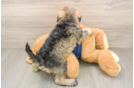 Mini Schnoodle Pup Being Cute