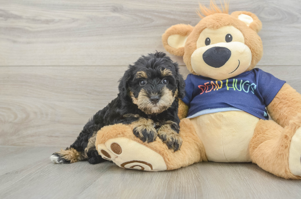 6 week old Mini Schnoodle Puppy For Sale - Fairfield Furbabies