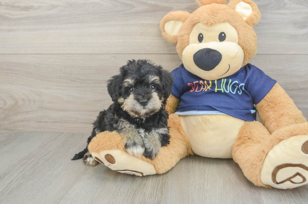 6 week old Mini Schnoodle Puppy For Sale - Fairfield Furbabies