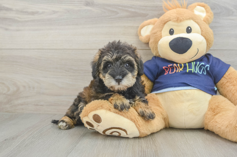 6 week old Mini Schnoodle Puppy For Sale - Fairfield Furbabies