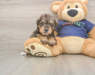 7 week old Mini Schnoodle Puppy For Sale - Fairfield Furbabies