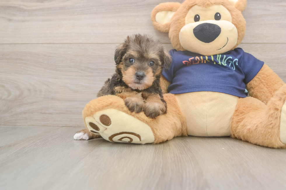 7 week old Mini Schnoodle Puppy For Sale - Fairfield Furbabies