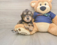 7 week old Mini Schnoodle Puppy For Sale - Fairfield Furbabies