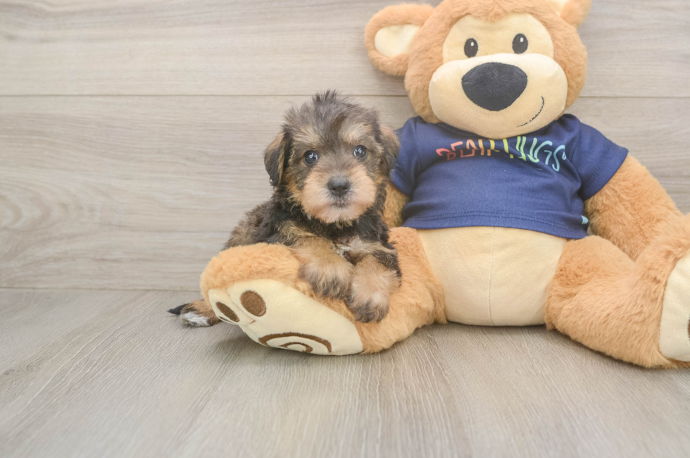 7 week old Mini Schnoodle Puppy For Sale - Fairfield Furbabies