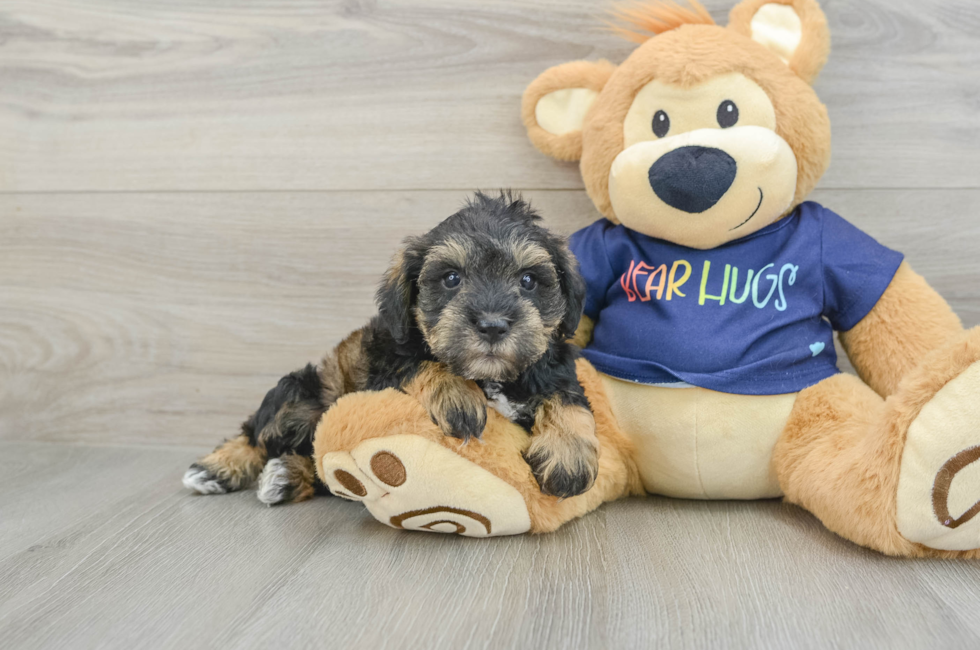 8 week old Mini Schnoodle Puppy For Sale - Fairfield Furbabies