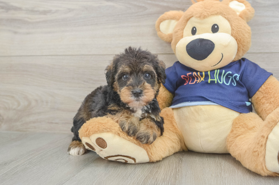 5 week old Mini Schnoodle Puppy For Sale - Fairfield Furbabies