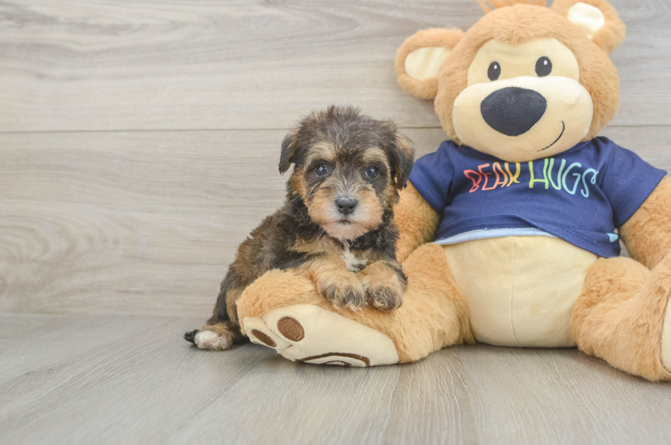 5 week old Mini Schnoodle Puppy For Sale - Fairfield Furbabies