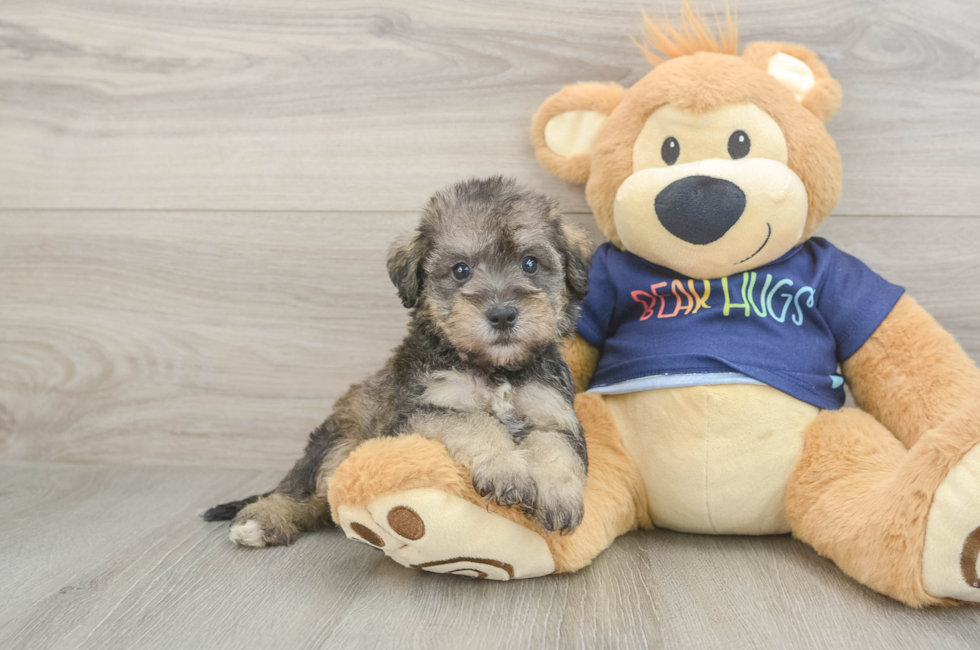 5 week old Mini Schnoodle Puppy For Sale - Fairfield Furbabies