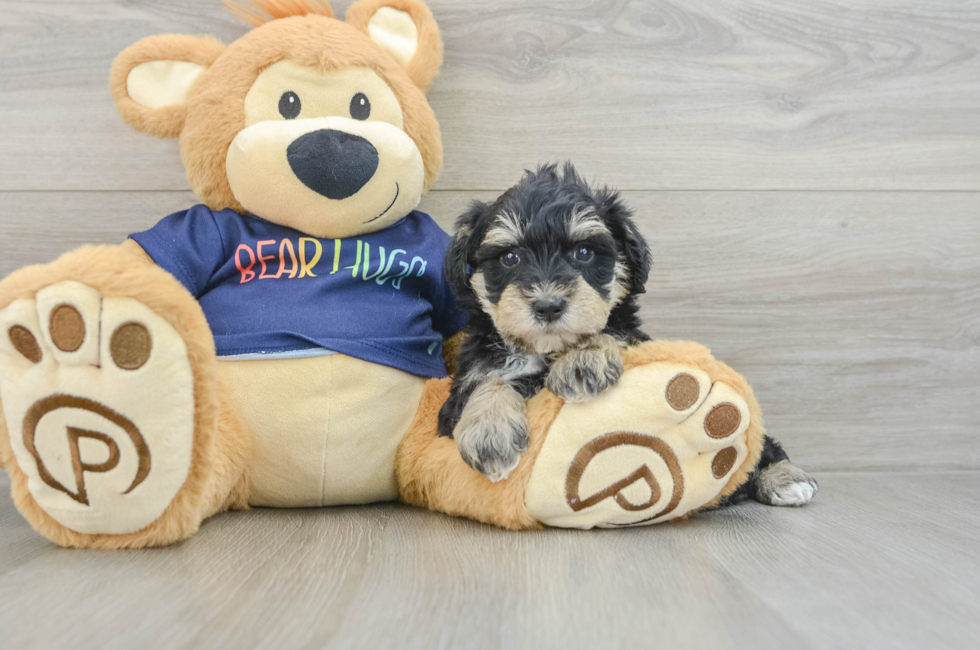 8 week old Mini Schnoodle Puppy For Sale - Fairfield Furbabies