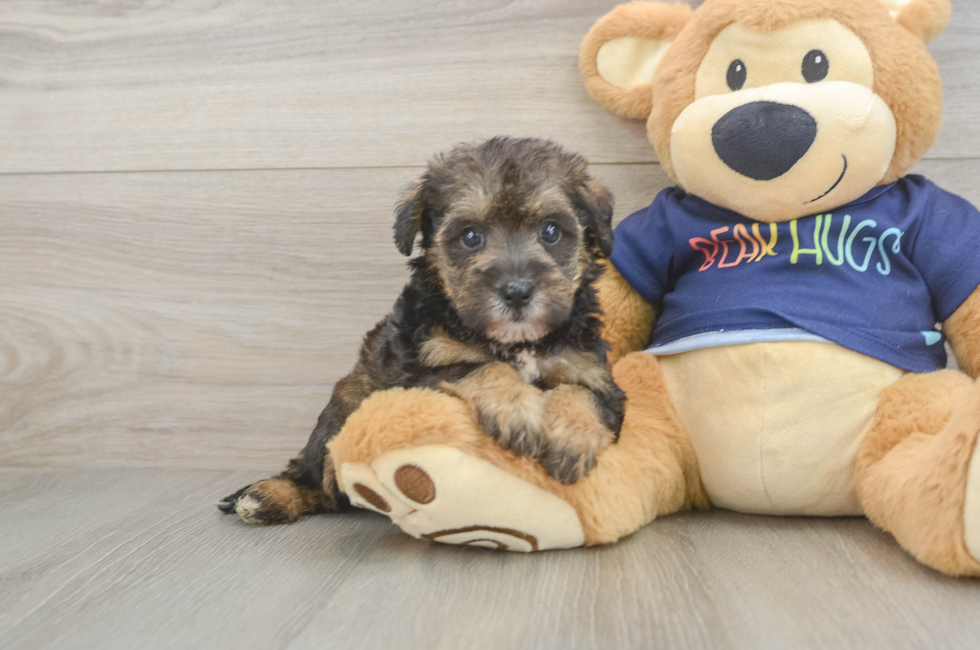 5 week old Mini Schnoodle Puppy For Sale - Fairfield Furbabies