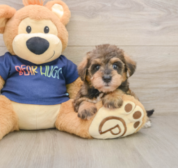 8 week old Mini Schnoodle Puppy For Sale - Fairfield Furbabies