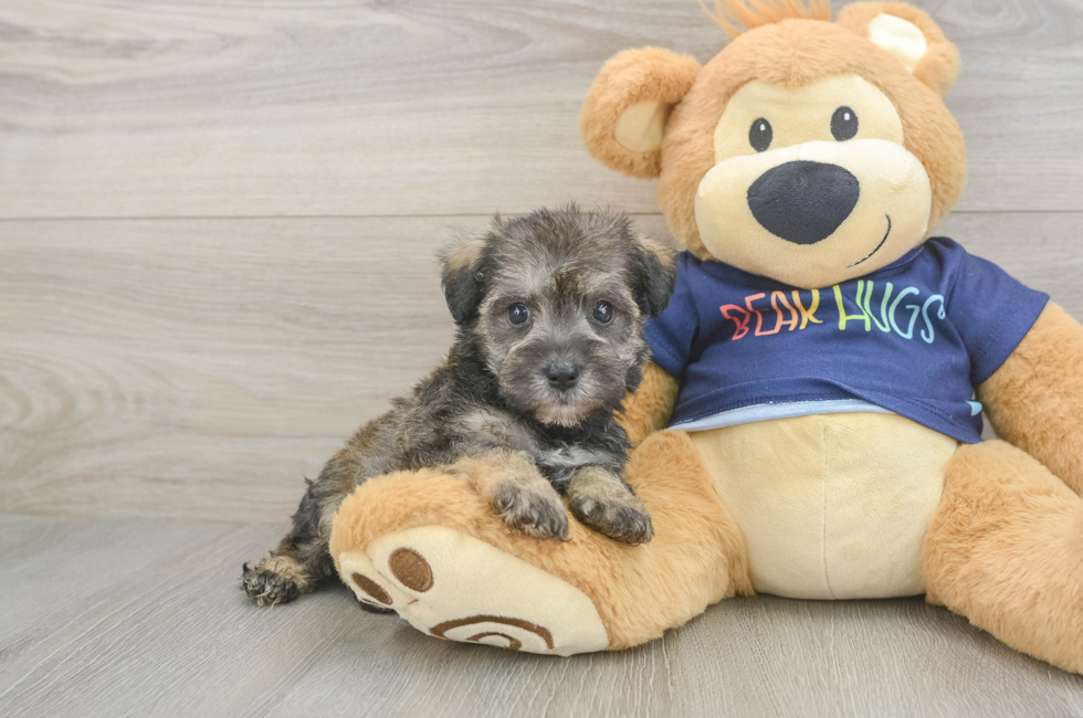 5 week old Mini Schnoodle Puppy For Sale - Fairfield Furbabies
